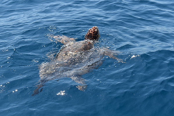 turtles islamorada